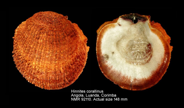 Hinnites corallinus