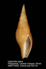 Calcimitra salva