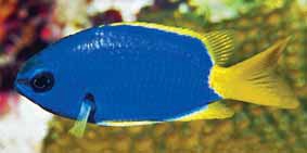 Chromis bermudae