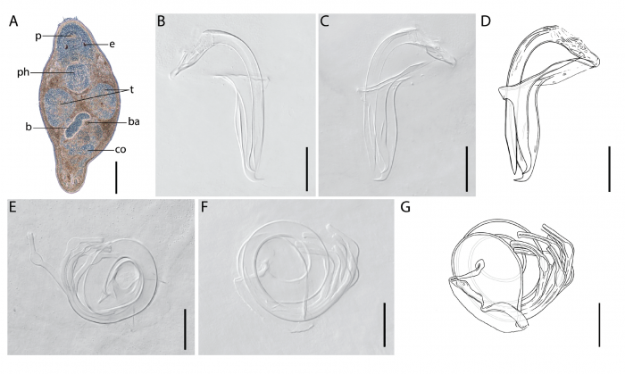 T. tillicum T. tillicum