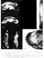 Triebelina sertata Triebel, 1948, from original description