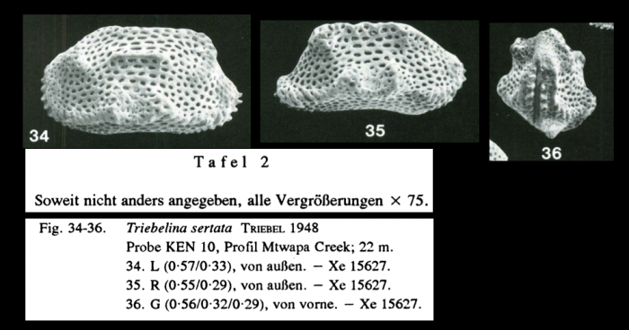 Triebelina sertata Triebel, 1948 from Jellinek, 1993, Pl. 2, figs 34-36