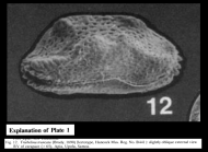Triebelina bradyi Triebel, 1948 LECTOTYPE (Triebelina truncata (Brady, 1890) from McKenzie, 1986