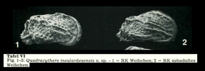 Quadracythere insulardeaensis Hartmann, 1981 from original description