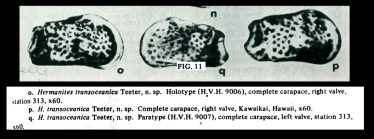 Hermanites transoceanica Teeter, 1975 from original description