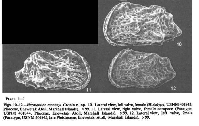 Hermanites mooneyi Cronin, 1988 from original description