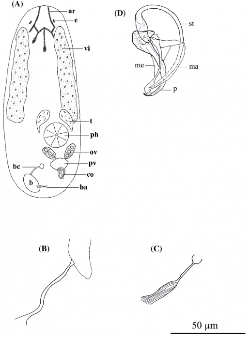 P. caribbaea P. caribbaea