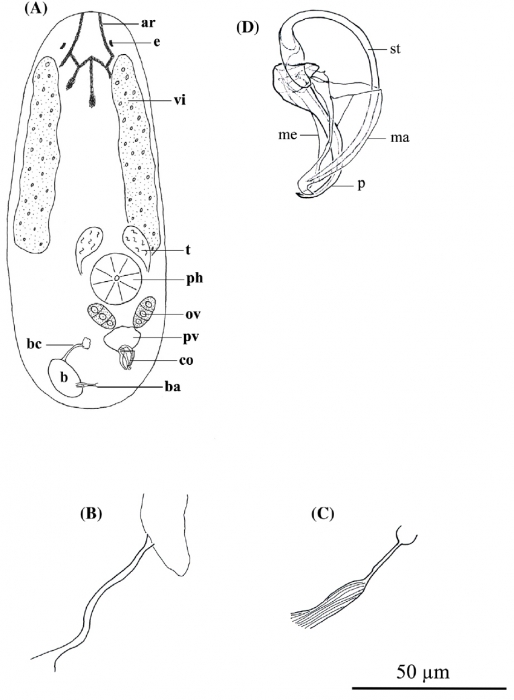 P. caribbaea