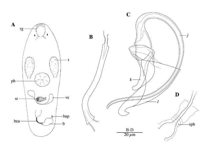 P. steenkistei P. steenkistei