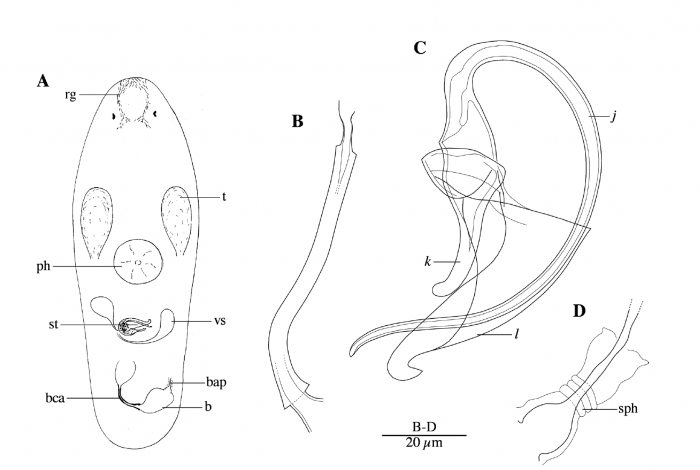 P. steenkistei