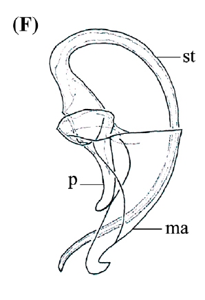 P. steenkistei P. steenkistei