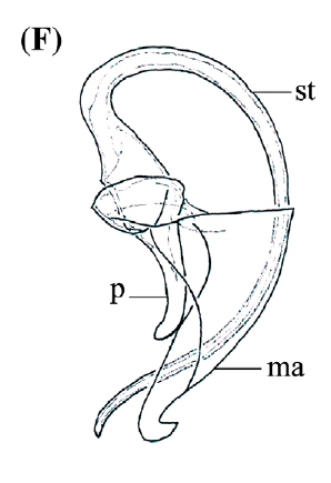 P. steenkistei