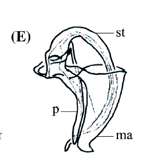 P. involucrum