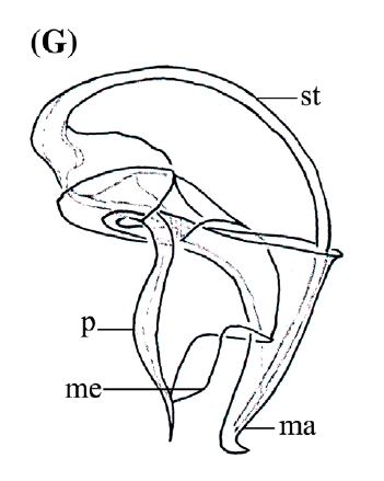 P. mackfirae P. mackfirae