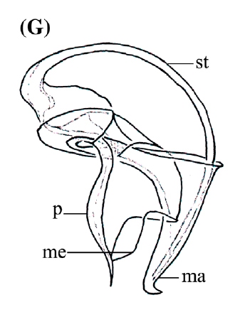 P. mackfirae