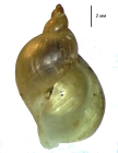 Radix mongolica
