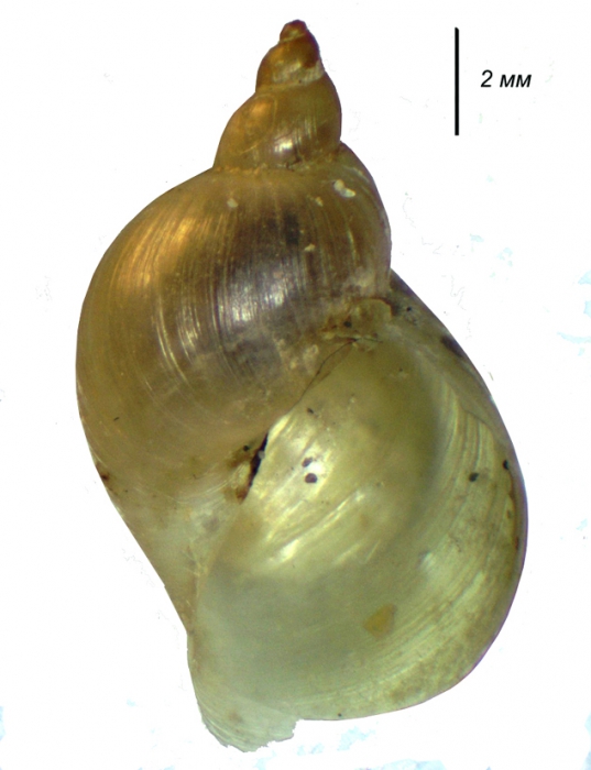 Radix mongolica Radix mongolica