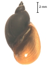 Radix (Radix) plicatula