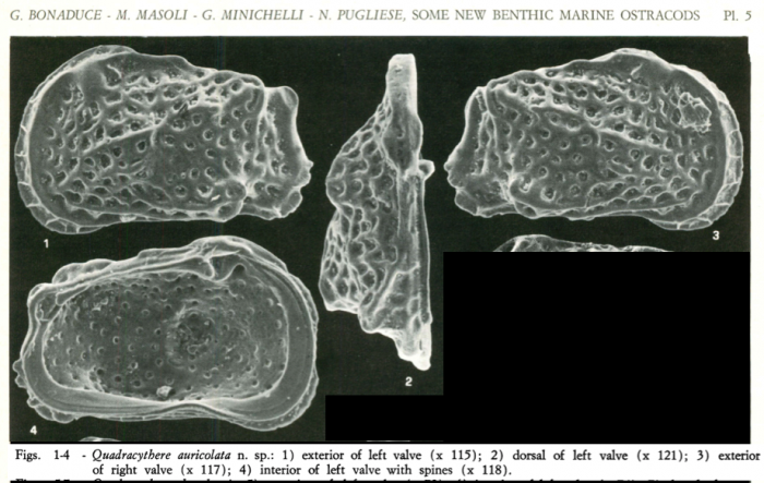 Quadracythere auricolata Bonaduce, Masoli, Minichelli & Pugliese, 1980 from the original description