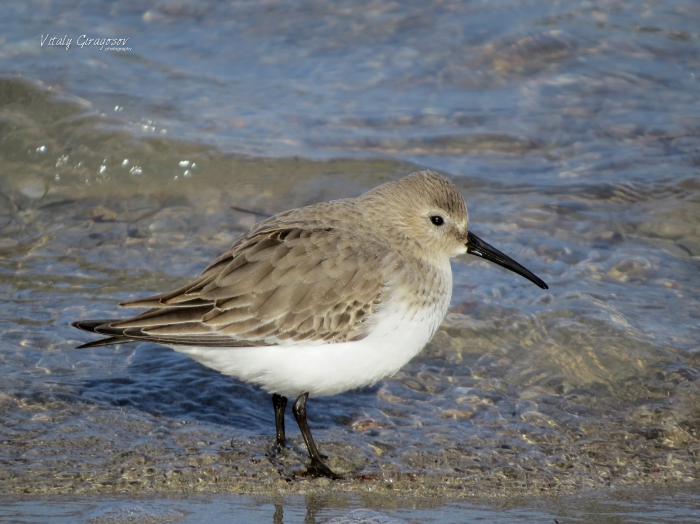 Dunlin (Calidris alpina) in winter plumage. Dunlin (Calidris alpina) in winter plumage.