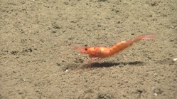 Hymenopenaeus debilis, 1921 mGulf of Mexico

Image courtesy of the NOAA Office of Ocean Exploration and Research, Gulf of Mexico 2017. Identification from photograph by M. Wicksten.
