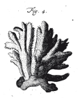 Spongia tupha Pallas, 1766
