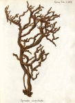 Spongia virgultosa Esper, 1806