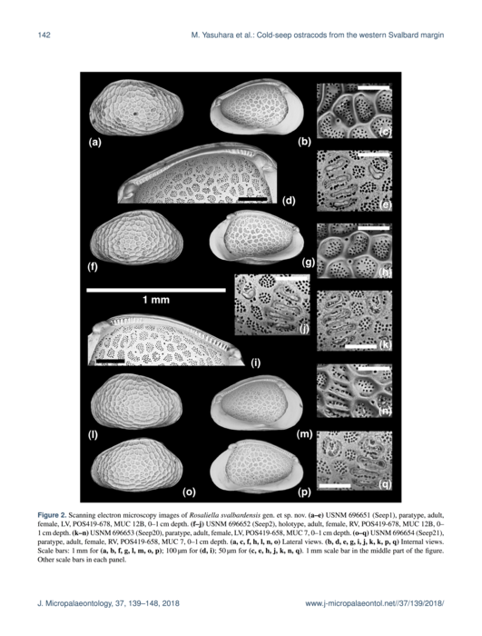 Rosaliella svalbardensis Yasuhara et al., 2018 from original description_Fig 2