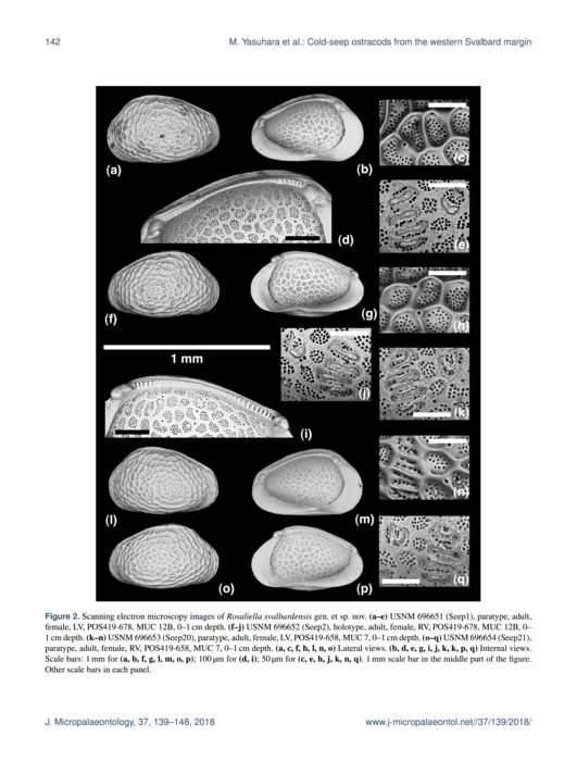Rosaliella svalbardensis Yasuhara et al., 2018 from original description_Fig 2 Rosaliella svalbardensis Yasuhara et al., 2018 from original description_Fig 2