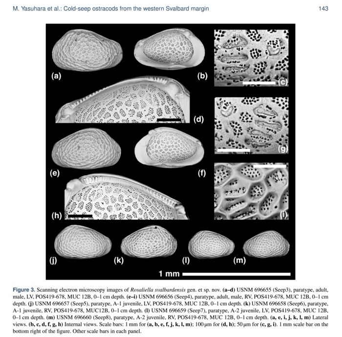 Rosaliella svalbardensis Yasuhara et al., 2018 from original description_Fig 3 Rosaliella svalbardensis Yasuhara et al., 2018 from original description_Fig 3