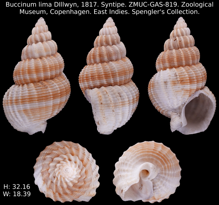 Buccinum lima Dillwyn, 1817 SYNTIPE