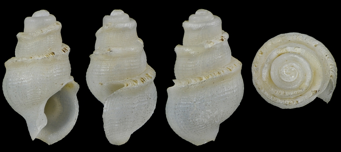 Conopleura aliena Smriglio, Mariottini & Calascibetta, 1999 HOLOTYPE