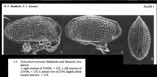 Xylocythere turnerae Maddocks & Steineck, 1987 from original description Pl 1