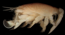 Emerita rathbunae, author: Ríos-Elósegui, Daniela