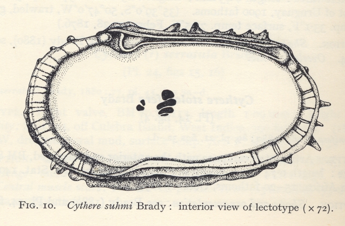 Cythere suhmi Brady, 1880 - lectotype from Puri &amp; Hulings, 1976 Fig 10