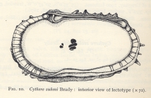 Cythere suhmi Brady, 1880 - lectotype from Puri & Hulings, 1976 Fig 10