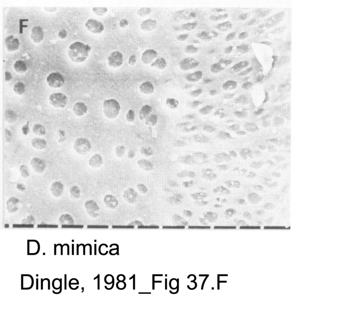 Dutoitella mimica Dingle, 1981 from original description_Fig 37.F