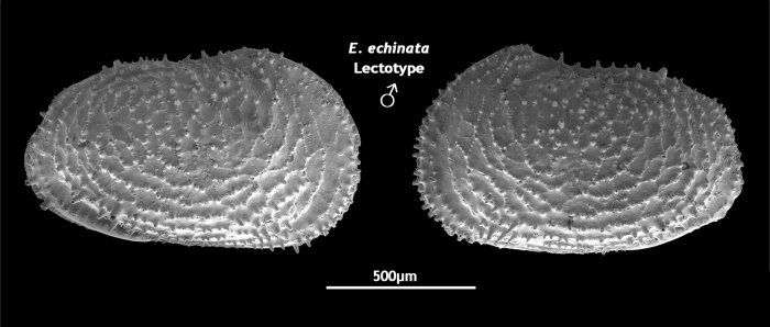 Lectotype of Echinocythereis echinata Sars, 1866 from Brandão &amp; Karanovic, 2015