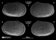 Echinocythereis jorunbrix Brandão & Karanovic, 2015 from original description