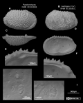 Cythere irpex Brady, 1880 - lectotype and paralectotype(s) from Brandão & Karanovic, 2015