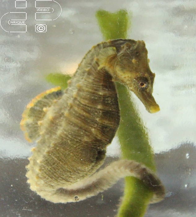 hippocampus patagonicus