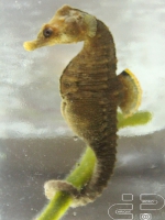 hippocampus patagonicus