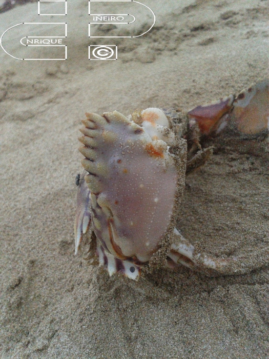 calappa flammea calappa flammea