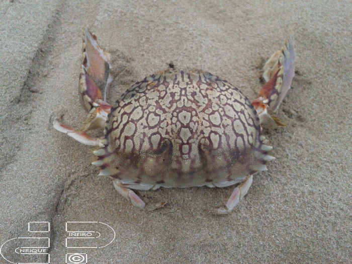 Calappa flammea Calappa flammea