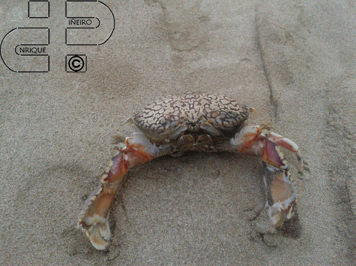 calappa flammea calappa flammea