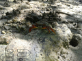 Crustacea (crustaceans)