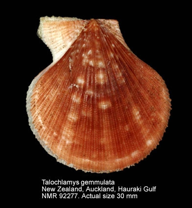 Talochlamys gemmulata