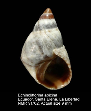 Echinolittorina apicina