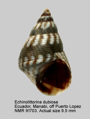 Echinolittorina dubiosa