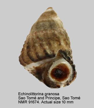 Echinolittorina granosa